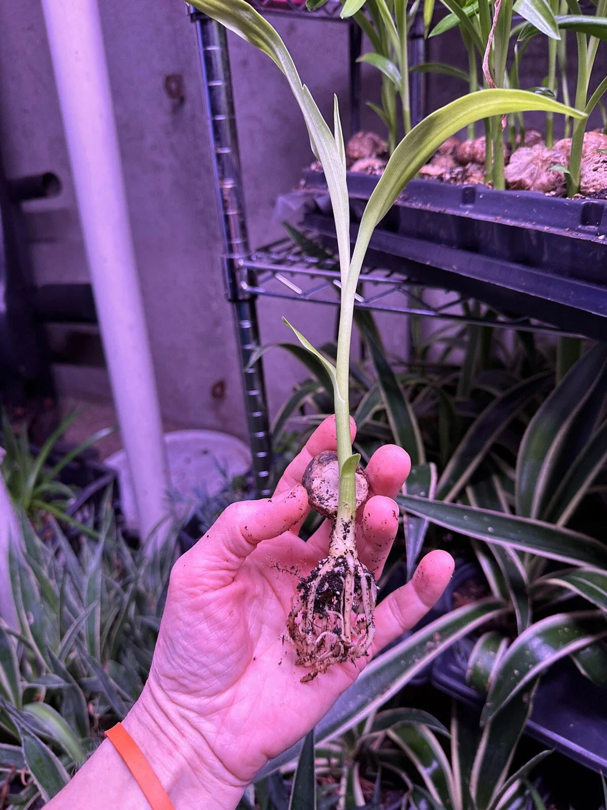 Crinum Lily (Crinum asiaticum) Rooted Starter Plant | Giant White Spider Lily | Tropical Fragrant Flower | Hardy Bulb Plant
