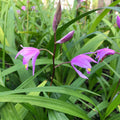 Bletilla ‘Kate’ – Hardy Ground Orchid, Live Starter Plant, Easy Perennial Orchid with Pink-Lavender Blooms for Shade Gardens