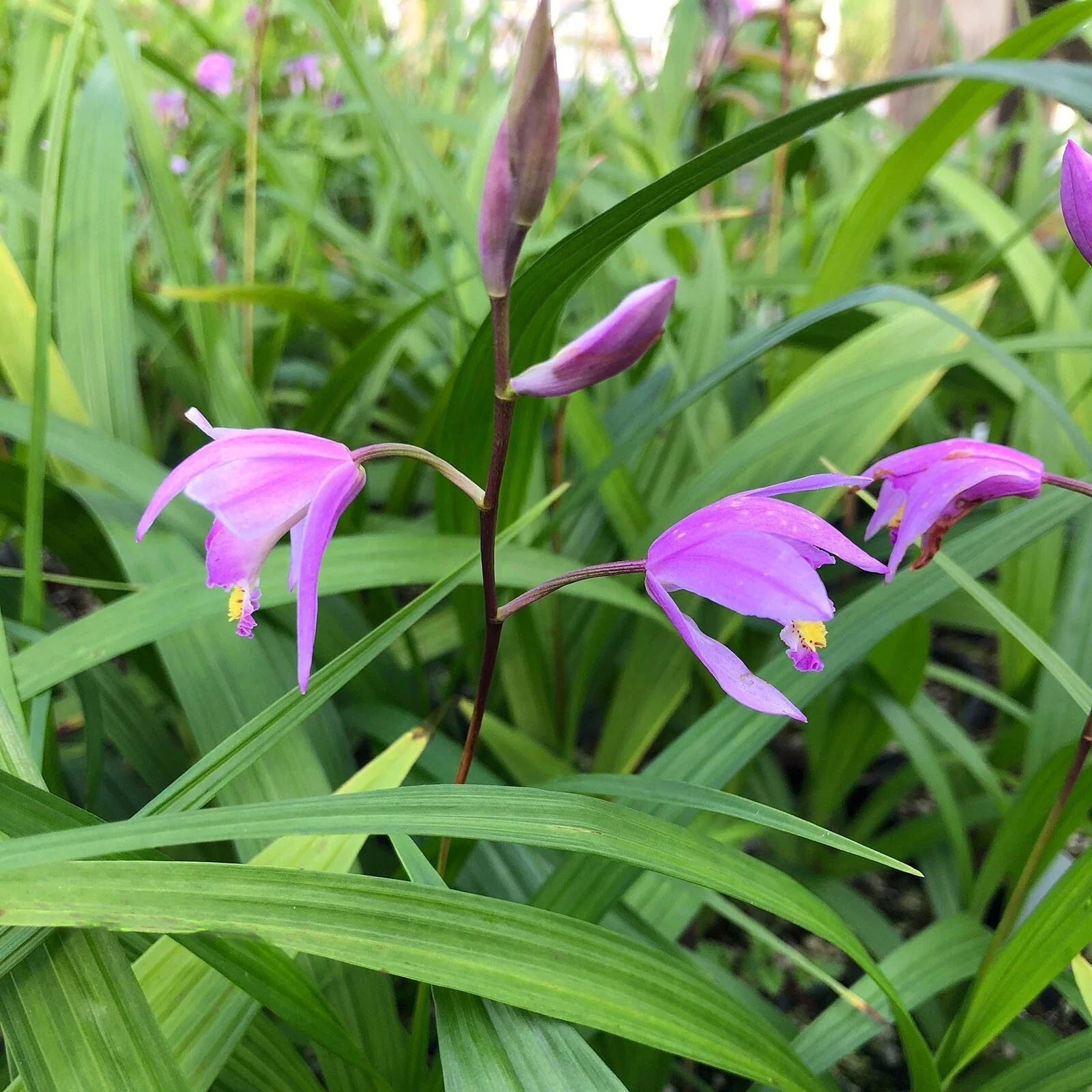 Bletilla ‘Kate’ – Hardy Ground Orchid, Live Starter Plant, Easy Perennial Orchid with Pink-Lavender Blooms for Shade Gardens