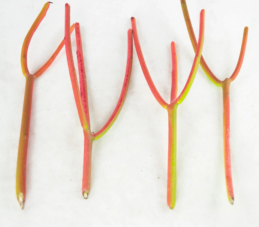 15 Fire Sticks Succulent Cuttings – Euphorbia Tirucalli – Unrooted Stems for Propagation – Colorful Drought-Tolerant Plant
