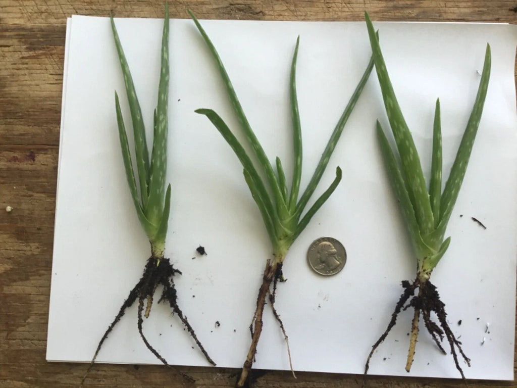 Organic Aloe Vera Plant – 1 Healthy Bare Root Live Plant – Medicinal Succulent Ready to Grow Indoors or Outdoors