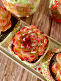 Soul Fairy Succulent – Live Bare Root Plant – Easy Care Rosette Succulent – Perfect for Wedding Favors, Gifts & Indoor Décor