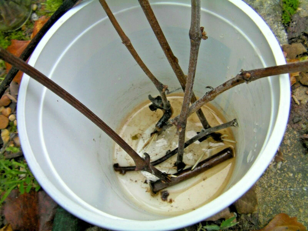 7 Azalea Cuttings Pink & White – Unrooted Rhododendron Wood 6–7” Long, 1/8–1/4” Thick, Grafting or Rooting Starts