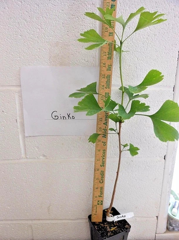Ginkgo Biloba Live Tree 6–12” Tall - Bareroot Ginkgo Tree - Hardy Deciduous Tree for Zones 3–9 - Ancient Ornamental Shade Tree