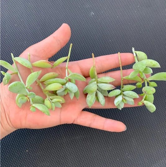 4 Unrooted Cotyledon Pendens Succulent Cuttings – Rare Cliff Cotyledon Trailing Plant for Hanging Baskets, Terrariums, Propagation