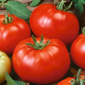 Beefsteak Tomato Seeds | Heirloom Non-GMO Variety | Solanum lycopersicum | Free Shipping