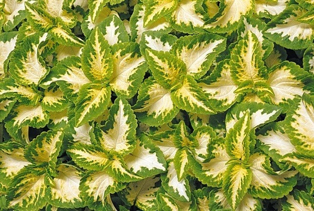 Coleus Seeds - Wizard Jade Variety - 40 Fresh Seeds - Coleus blumei - Free Shipping