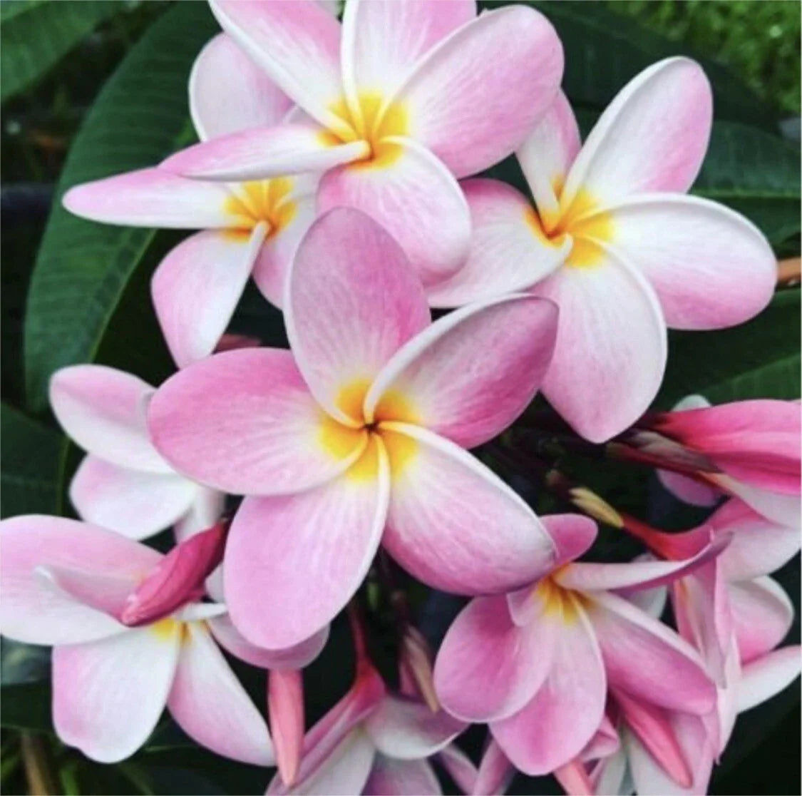 Rooted Plumeria Cutting - Pastel Pink - 15" with 1 Tip - Plumeria rubra