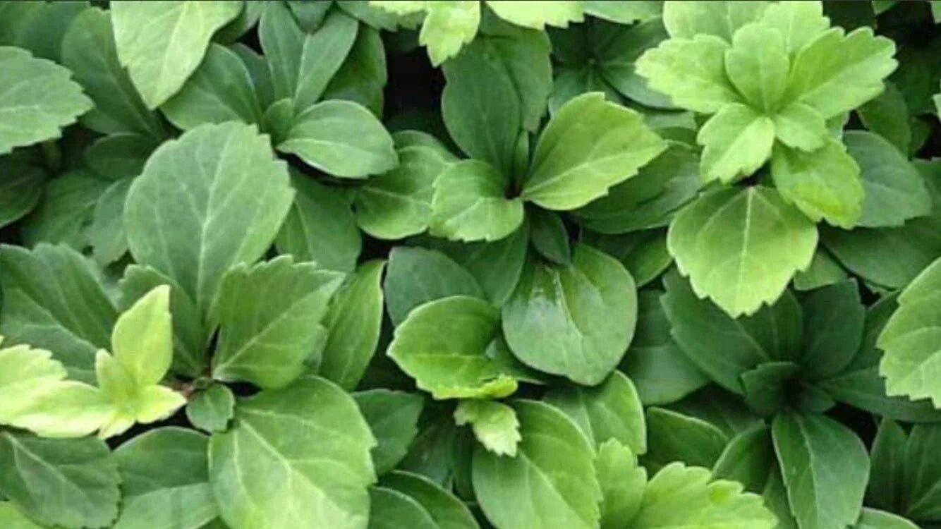 Pachysandra Terminalis 25 Bare Root Plants - Evergreen Ground Cover for Shade Gardens