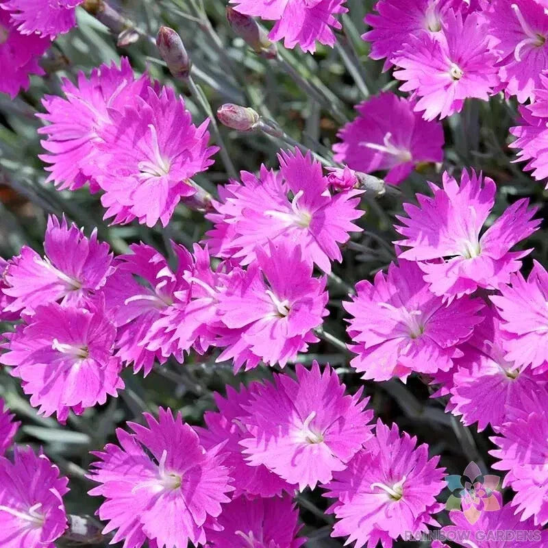 Firewitch Carnation Seeds - 200+ Seeds for Garden Planting - Dianthus gratianopolitanus - USA