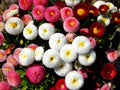 Cupid Mix English Daisy Seeds - 200+ Pack for Garden Planting - Bellis perennis - USA Grown