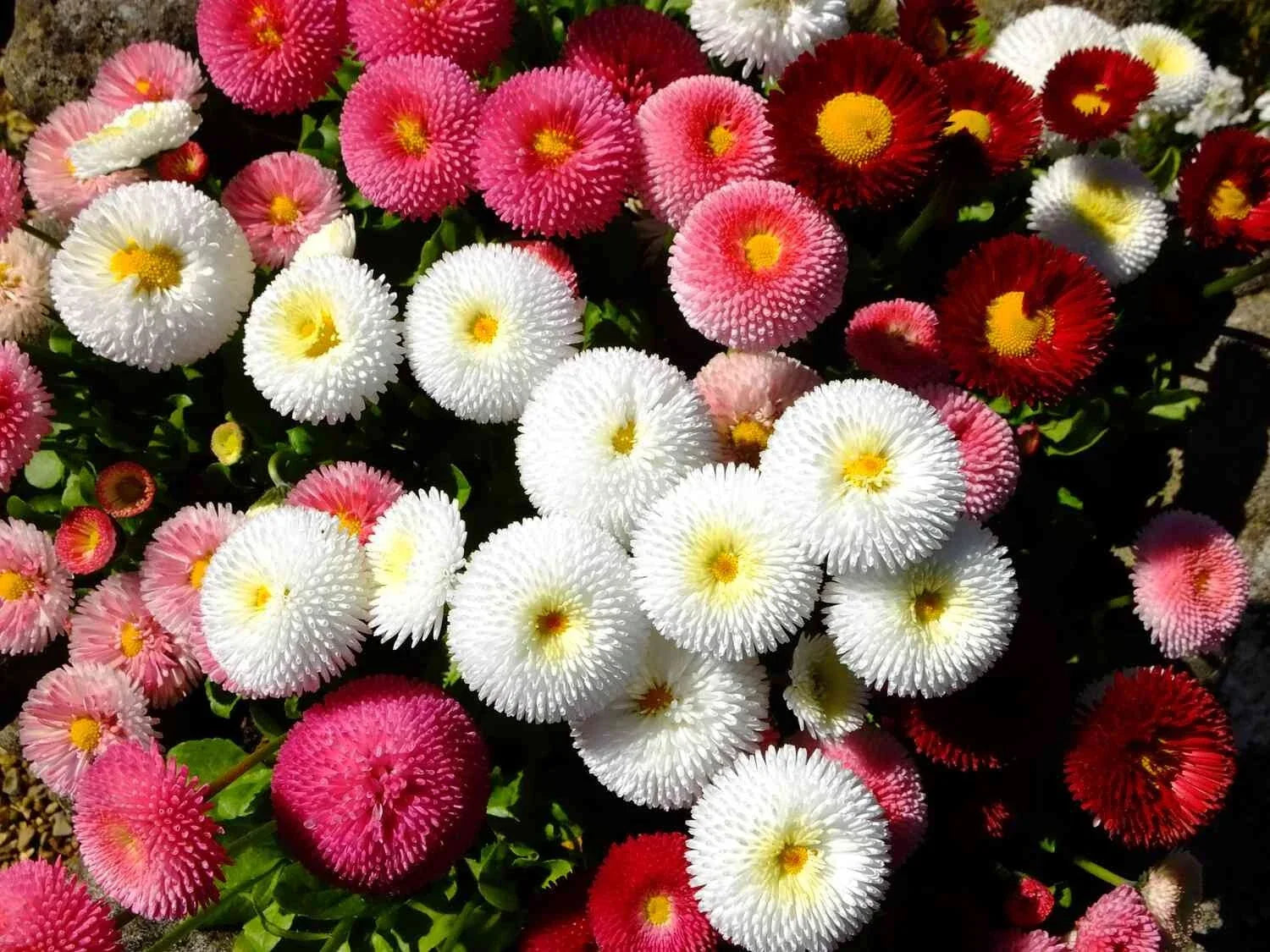 Cupid Mix English Daisy Seeds - 200+ Pack for Garden Planting - Bellis perennis - USA Grown