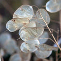 Money Plant Seeds - Lunaria Honesty, Non-GMO Heirloom Variety for 2025 Planting