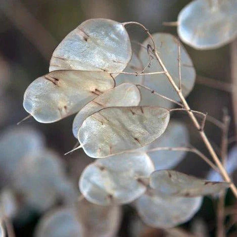 Money Plant Seeds - Lunaria Honesty, Non-GMO Heirloom Variety for 2025 Planting