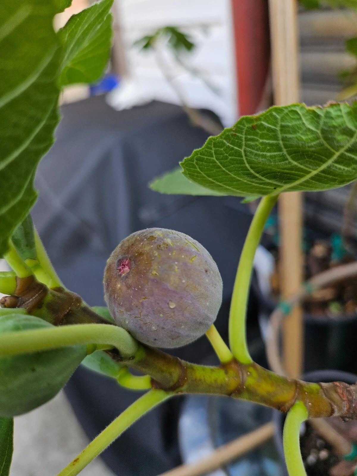 Smith Fig Cuttings - 5 Pack - Ficus carica - Includes Willow Water for Rooting - Free Shipping