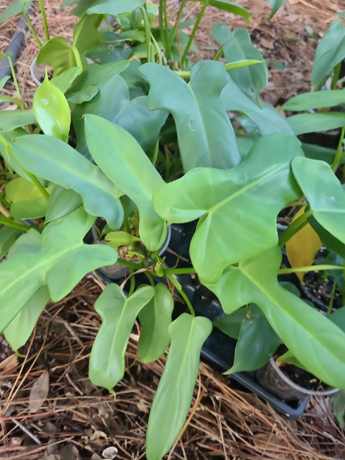 Philodendron Cutting 1 Node Unrooted Aurea Silver Violin Plant (Philodendron bipennifolium)
