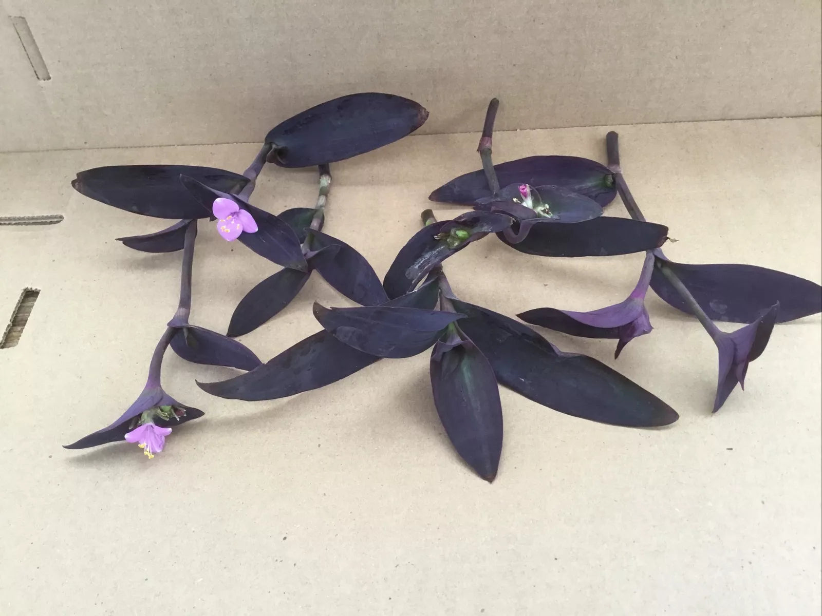 Purple Jade Cuttings 6 Pack, Easy to Grow Purple Perennial Plant, Crassula Ovata var. Gollum