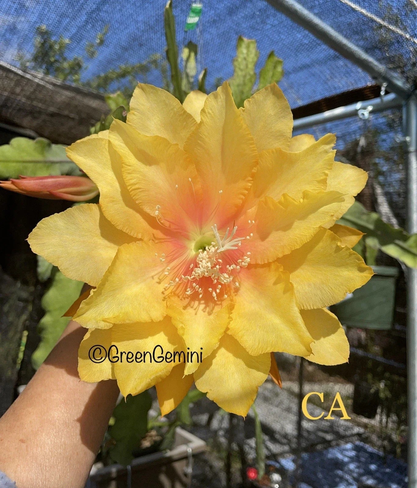 Epiphyllum Orchid Cactus Succulent Plant - CLARITY'S ABRAXAS Variety - Unique Indoor Houseplant