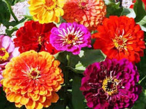 California Giant Zinnia Seeds - 500 Count, Bright Crisp Colors, Zinnia elegans