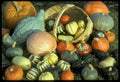 Winter Squash Seeds Mixture - Fresh Heirloom Seed Variety for Home Gardening - Cucurbita pepo