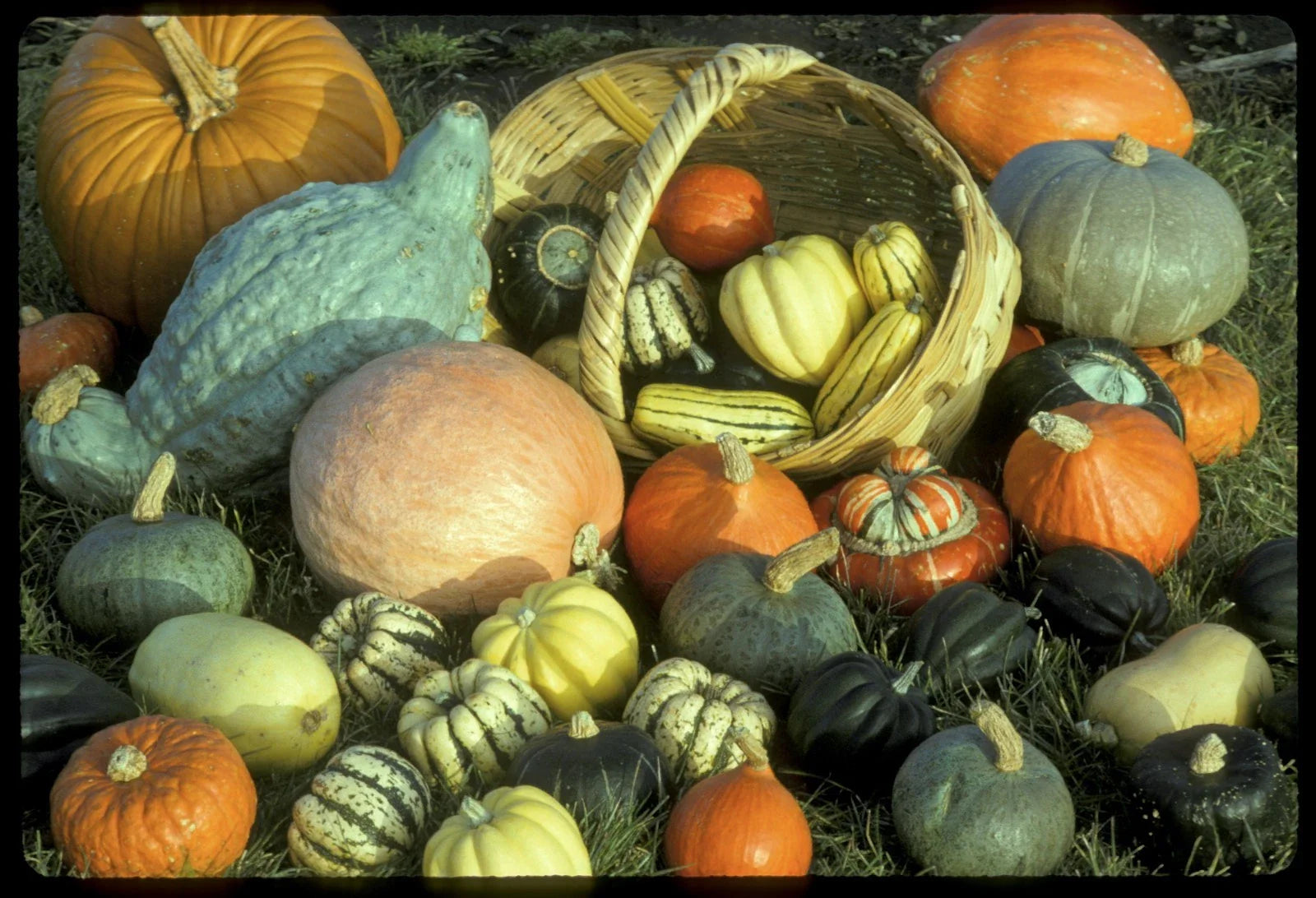Winter Squash Seeds Mixture - Fresh Heirloom Seed Variety for Home Gardening - Cucurbita pepo