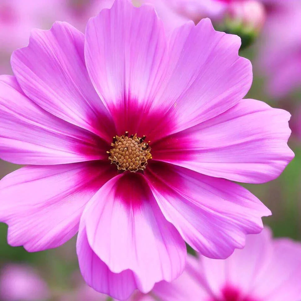 Gloria Cosmos Seeds | Non-GMO Flower Seeds | Colorful Garden Variety | Cosmos bipinnatus