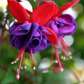 Fuchsia Plant Live | 3-4" Blue Eye Variety | Hummingbird Attracting | Fuchsia magellanica | Perfect Mother's Day Gift