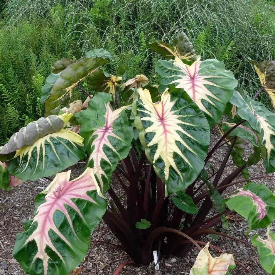 Waikiki Colocasia Live Plant 3" Pot - Taro 'Waikiki' Elephant Ear - Colocasia Royal Hawaiian