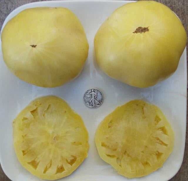 Great White Non-Acidic Fresh Seeds - 25 Seeds - Ideal for Organic Gardening - Non-GMO Planting (Variety: Great White)