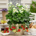 Large Organic Strawberry Plants Set of 3, Well-Rooted, 3 Years Old, Fragaria × ananassa