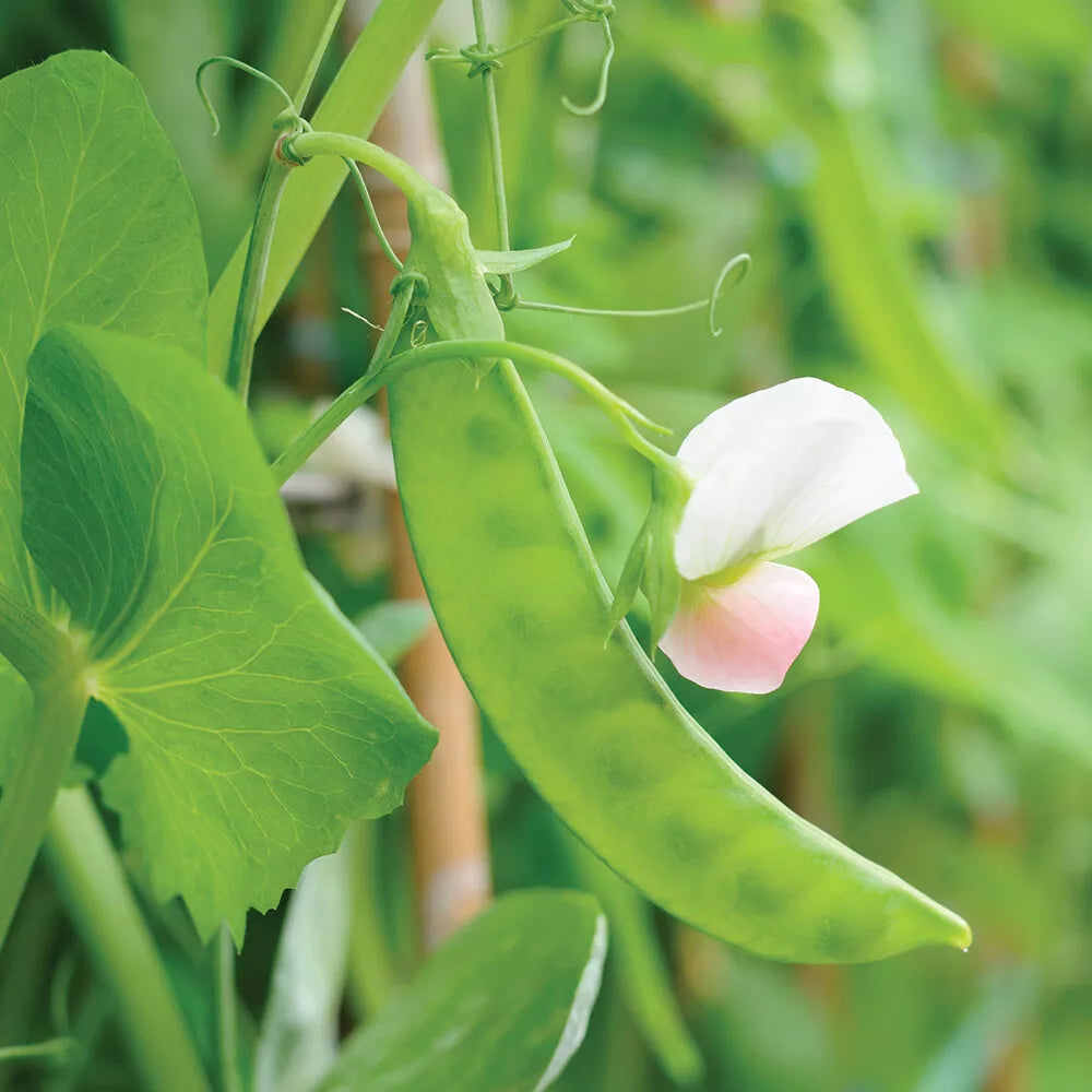 Dwarf Grey Sugar Snow Pea Seeds, Heirloom, Non-GMO, Vegetable Seeds, Pisum sativum