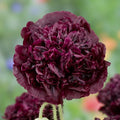 Poppy Seeds 500 Count Double Black Peony Flowers Non-GMO Reseeding Variety Papaver somniferum