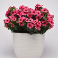 Vinca Tattoo Raspberry Seeds - 100 Count - Vinca Rosea - Non-Californian Sales Only