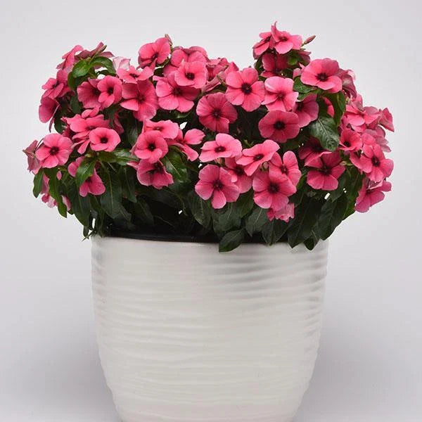 Vinca Tattoo Raspberry Seeds - 100 Count - Vinca Rosea - Non-Californian Sales Only