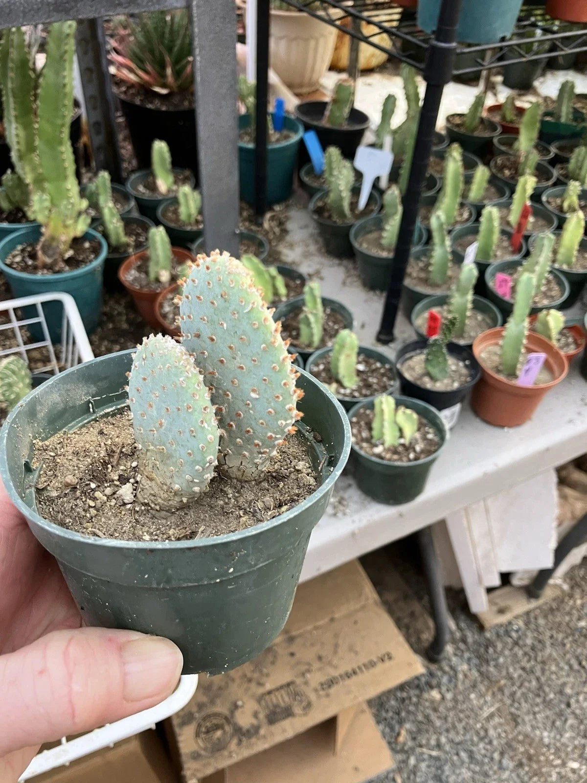 Beavertail Cactus 4" Opuntia basilaris Succulent Plant - Drought-Tolerant Desert Plant for Home or Garden