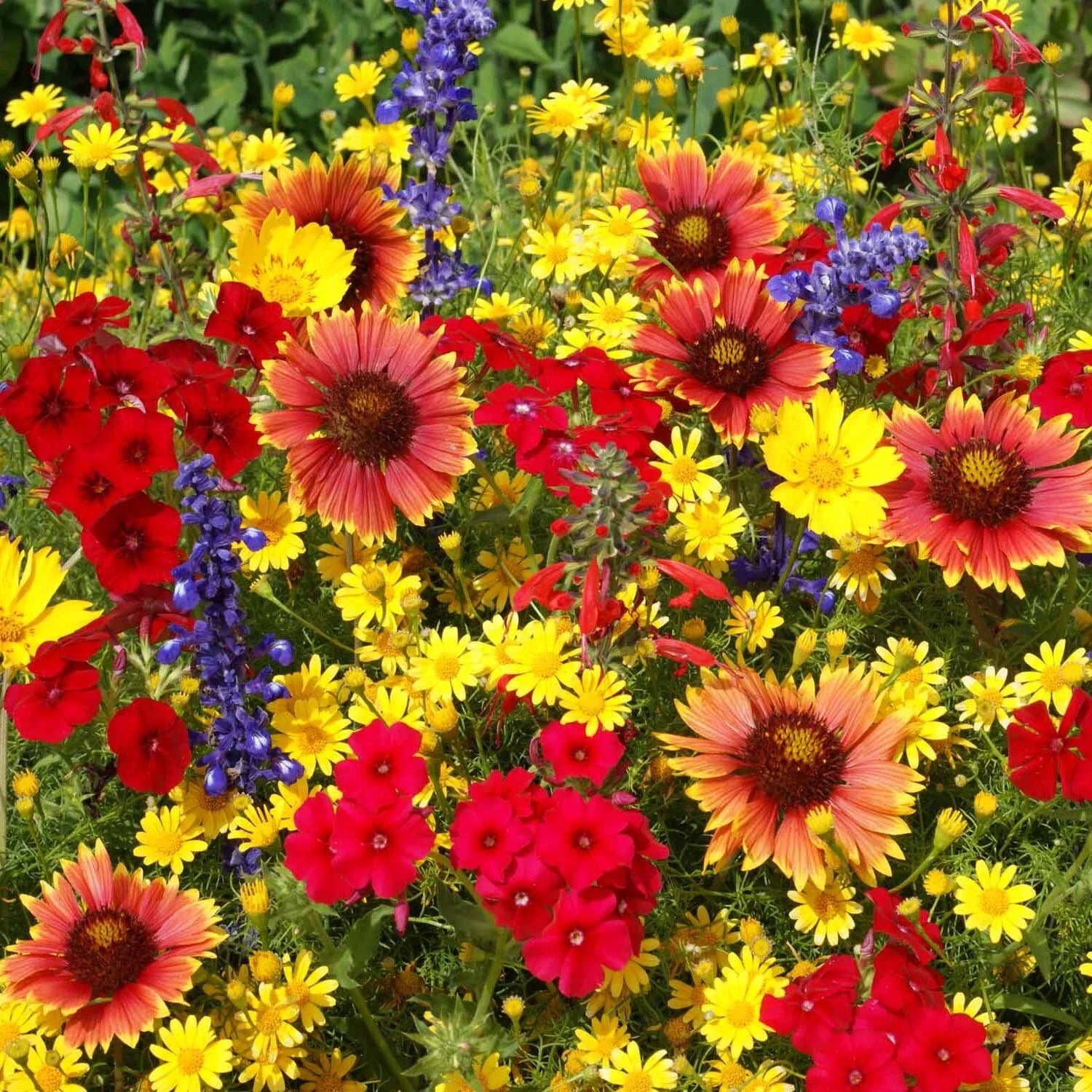 Texas Oklahoma Wildflower Mix - 14 Species of Native Flowers - Easy Grow - Wildflower Seed Blend