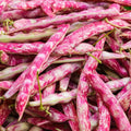 Pink Cranberry Bean Seeds | Dwarf Taylor Horticultural Borlotti Pinto Seed | 2025 Variety