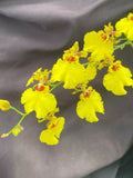 Dancing Lady Orchid Plant 2.5" Pot Oncidesa Gower Ramsey