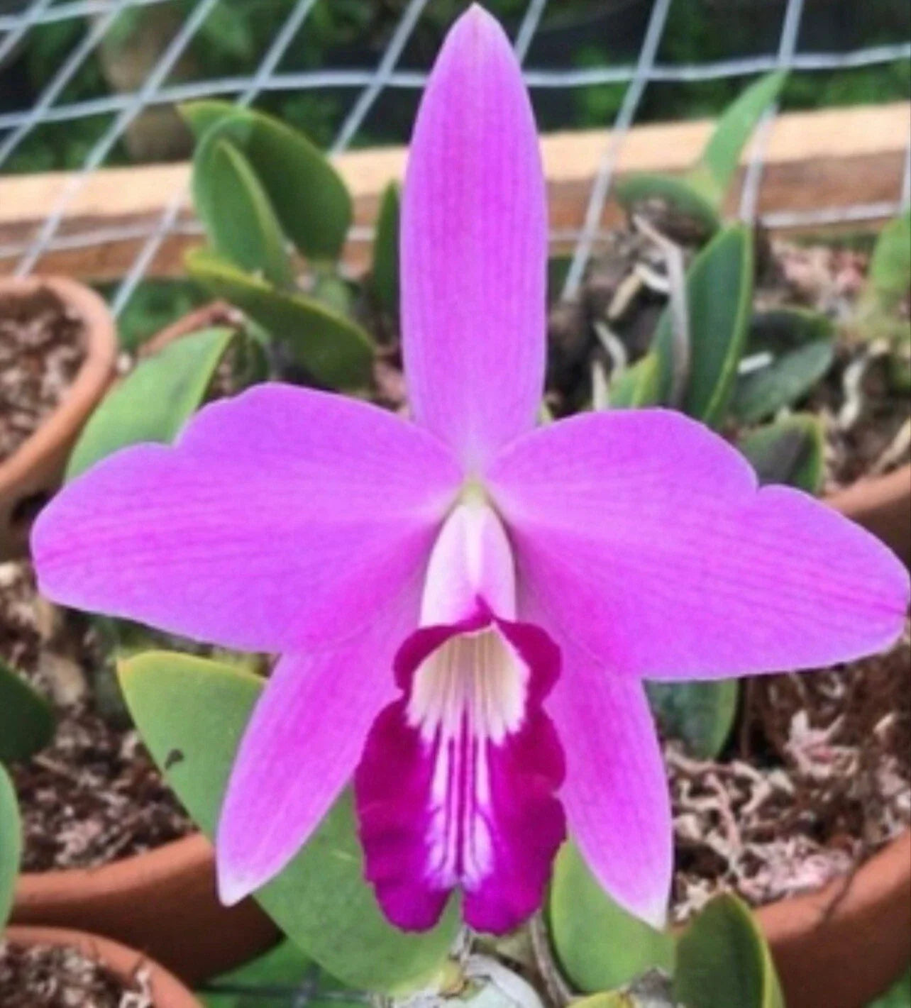 Live Orchid Plant - Bare Root Laelia sincorana - Exotic Flowering Variety - Imported Orchid