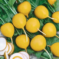 Golden Helios Radish Seeds (200 Seeds) - Fast-Growing, Non-GMO, Heirloom Variety, Raphanus sativus