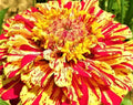 Zinnia Seeds - Peppermint Stick - 100+ Non-GMO Seeds - Colorful Garden Flowers