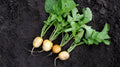 Helios Radish Seeds 500+ Pack for Garden Planting - Raphanus sativus - Non-GMO, USA Grown, Fast Germination