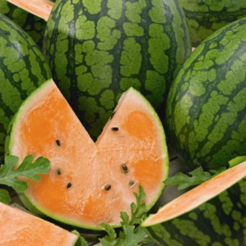Tendersweet Orange Watermelon Seeds - 40 Count - Organic USA Seeds - Citrullus lanatus