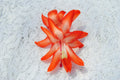Christmas Cactus Starter Plant - Desert Sun Variety - Schlumbergera Truncata - Healthy Well-Rooted Plant