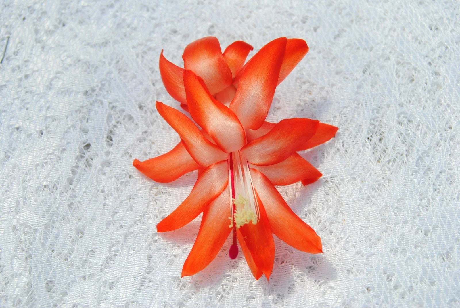 Christmas Cactus Starter Plant - Desert Sun Variety - Schlumbergera Truncata - Healthy Well-Rooted Plant