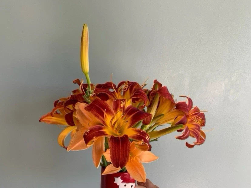 Daylilies Plant Root 1pc Red Yellow Hemerocallis Perennial Cold Deer Resistant