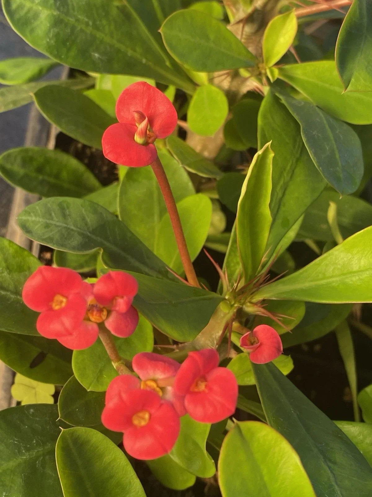 Crown of Thorns Succulent Plant - Red Flowers - Euphorbia Milii Cactus