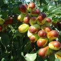Jujube Cuttings 10pcs+ Sherwood Variety Chinese Red Date Tao Tau Hong Tao - Ziziphus jujuba