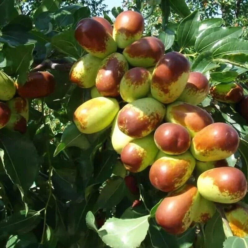 Jujube Cuttings 10pcs+ Sherwood Variety Chinese Red Date Tao Tau Hong Tao - Ziziphus jujuba