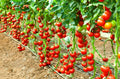 Early Cascade Tomato Seeds - 10+ Pack - Heirloom, Organic, Non-GMO - Rare Variety (Solanum lycopersicum)